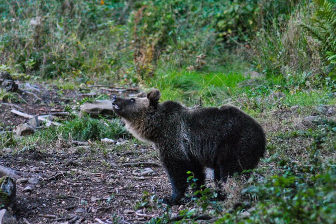 Private Brown Bear Watching Experience Near Odorheiu Secuiesc - Cultural Insights From the Guide