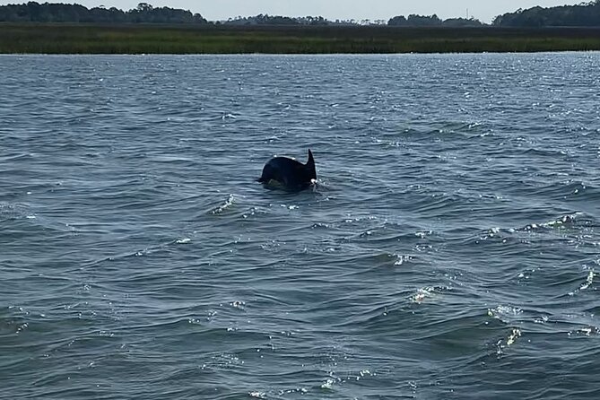 Private Charleston Dolphin and Eco Boat Tour - Environmental Significance of the Area