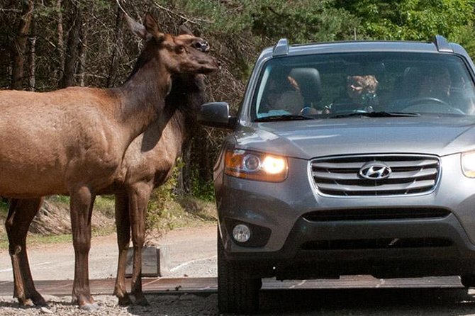Private Day Tour to Wildlife Parc Omega and Montebello Lodge From Montreal - Why Choose GANKOR TOURS