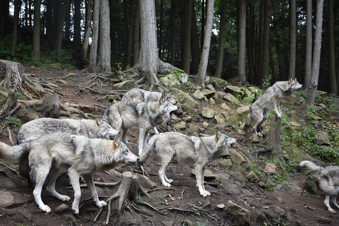 Private Day Trip to Parc Omega and Chateau Montebello From Montreal - Frequently Asked Questions