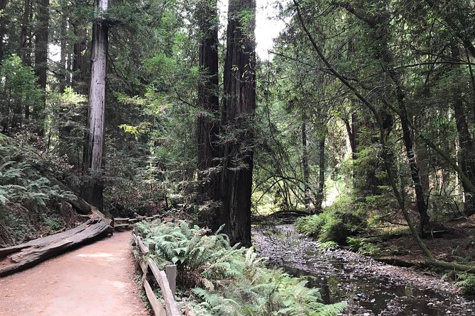 Private Muir Woods and Sausalito Half Day Tour - Sum Up