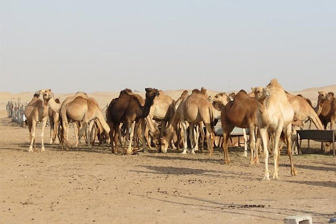 Private Romantic Dinner in Desert Abu Dhabi With Hot BBQ Dinner - Frequently Asked Questions