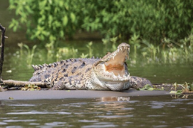 Private Safari Boat Tour in Madu River - Tips for a Great Experience