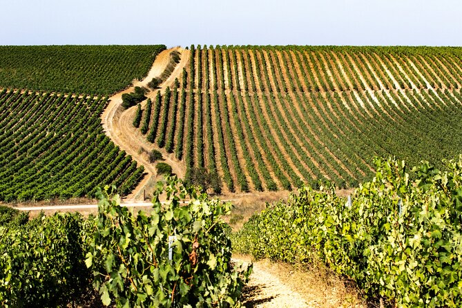 Private Sardinian Wine Experience - Sum Up