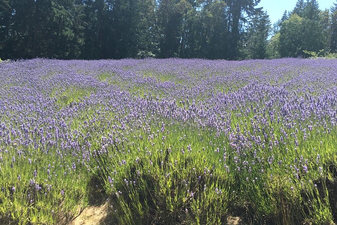 Private Small Group Transportation Cowichan Valley Wineries - Booking Information