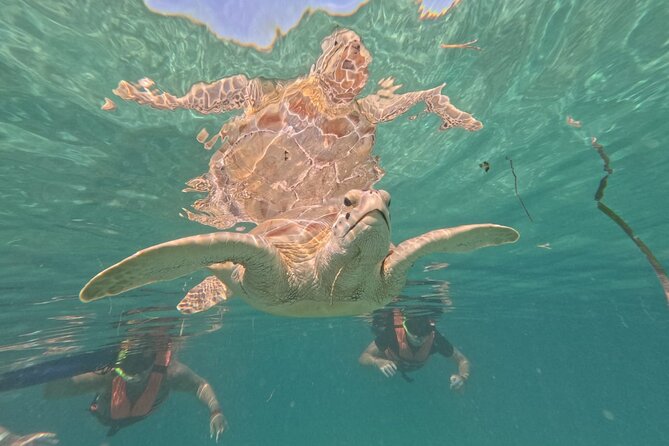 Private Snorkeling With Sea Turtles in Akumal Beach - Recommendations for Visitors