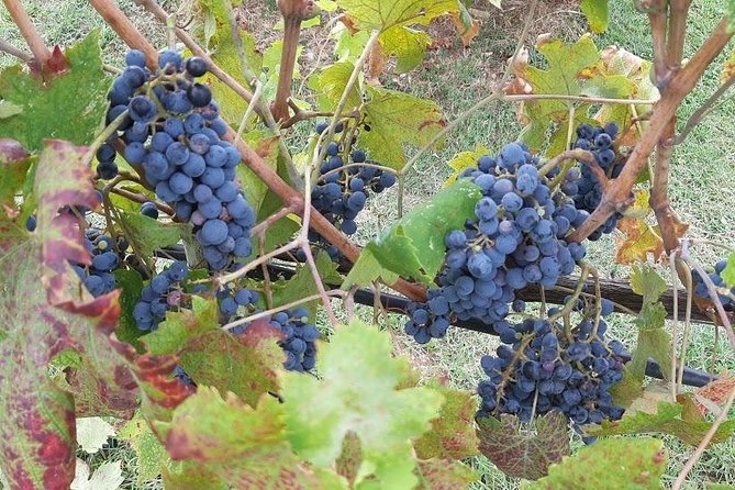 PRIVATE TOUR Sweet Hills of Chianti and San Gimignano With Lunch & 2 Tastings - Indulge in Winery Experiences
