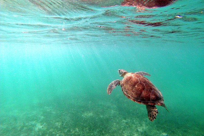 Private Turtles & Cenotes Adventure - Personalized Experience