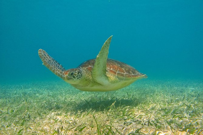 Private Turtles Express - Tour Highlights