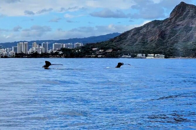 Private Whale Watching Adventure - Booking Your Experience