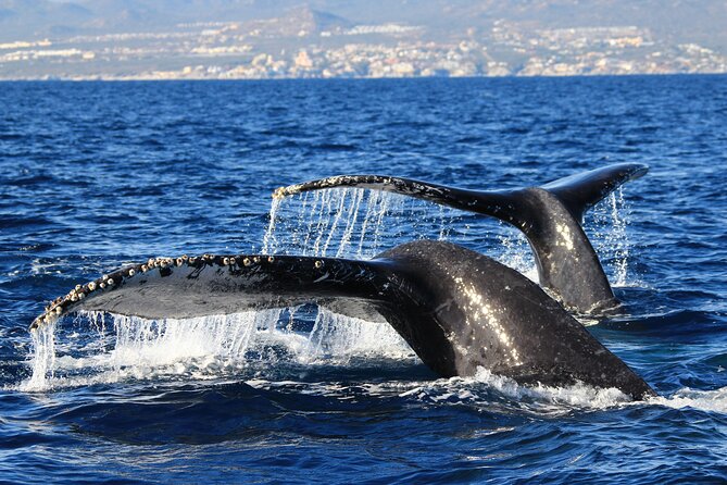 Private Whale Watching in San José Del Cabo - Preparing for the Adventure