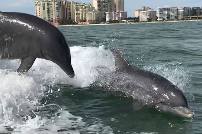 Private Wild Dolphin Boat Tour - Sum Up