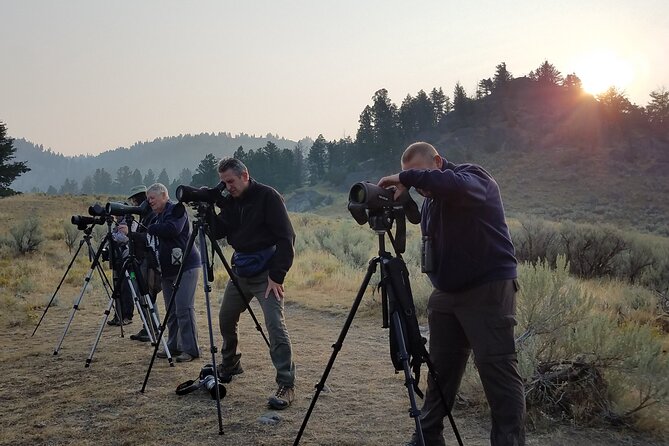 PRIVATE Wolf & Wildlife Watching in Yellowstones Lamar Valley - Traveler Reviews and Recommendation