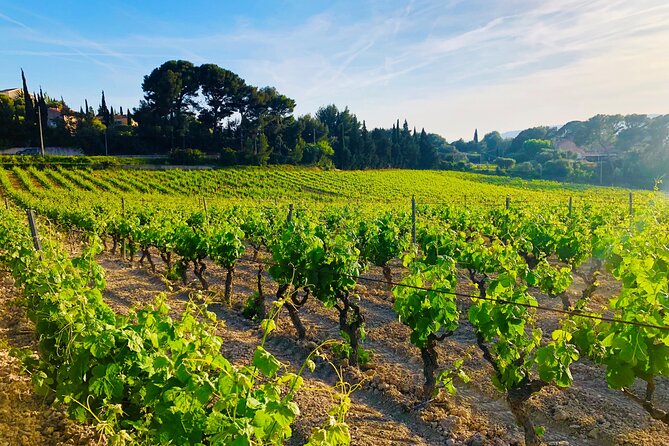 Provence, Vineyards & Lavender Fields Private Day Trip - The Sum Up
