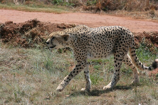 Rhino and Lion Park Guided Tour From Johannesburg - Frequently Asked Questions