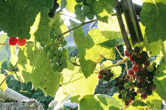 Rias Baixas PRIVATE Shore Tour - Discover Galician Cuisine