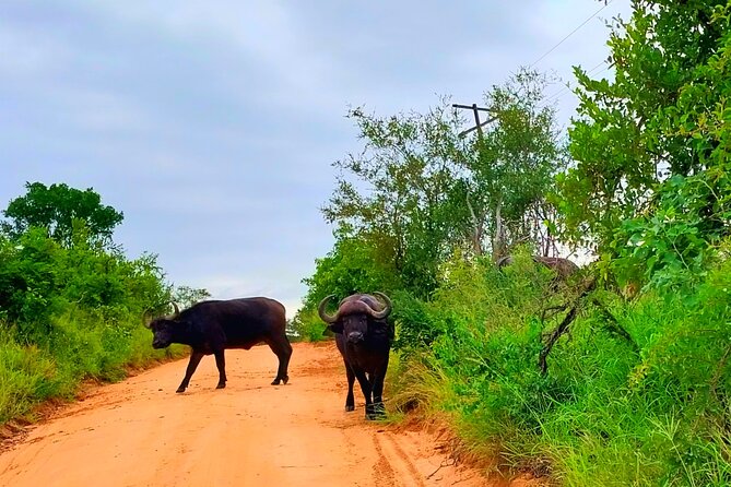 Sabi Sand Sunset Safari - Frequently Asked Questions