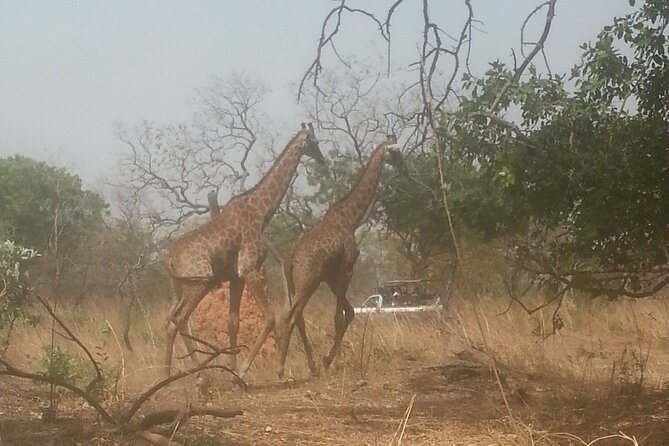 Safari Game Park - Nearby Attractions and Activities