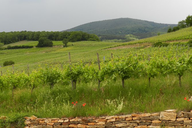 Safari Tour Village of the Vineyards: 1 Day, 4 Villages & 1 Wine Tasting - Sum Up