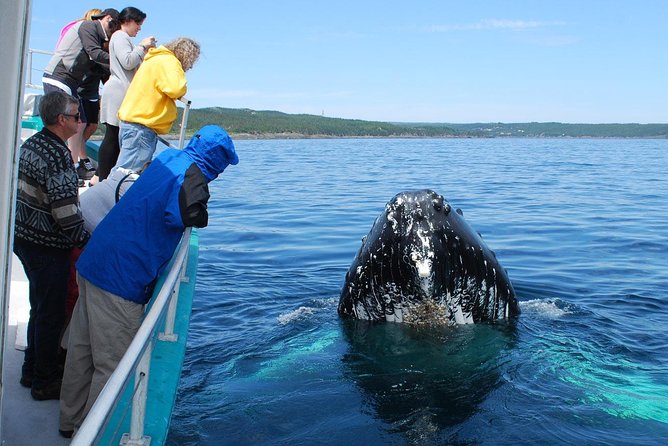 Samana Whale Watching Tour From Las Terrenas. Cayo Levantado With Lunch - Frequently Asked Questions