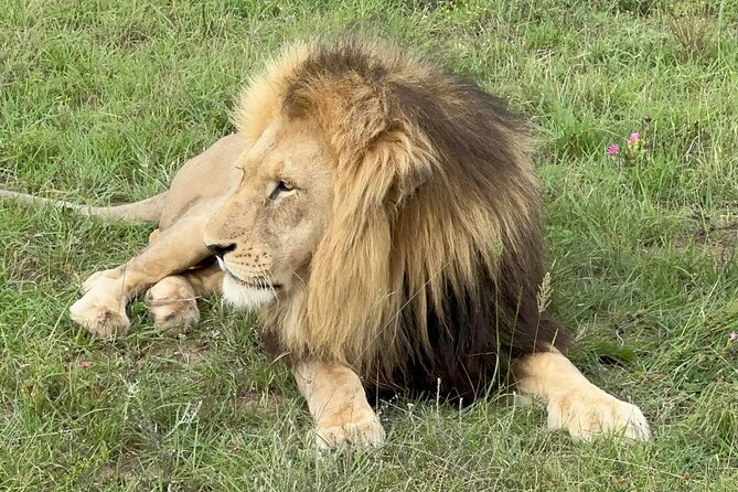 Schotia Big 5 Safari Port Elizabeth (Optional Accommodation) - Frequently Asked Questions
