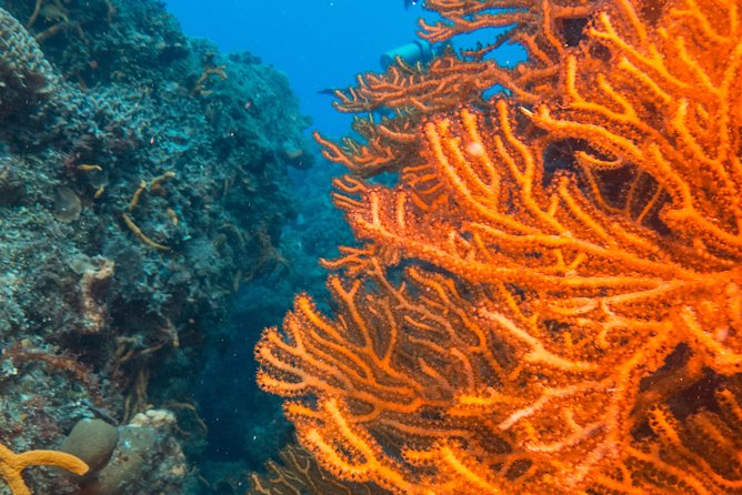 Scuba Diving in Cozumel Island - Important Notes