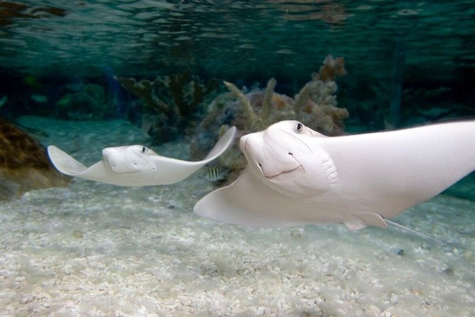 SEA LIFE Aquarium Grapevine Admission Ticket - Customer Feedback and Reviews