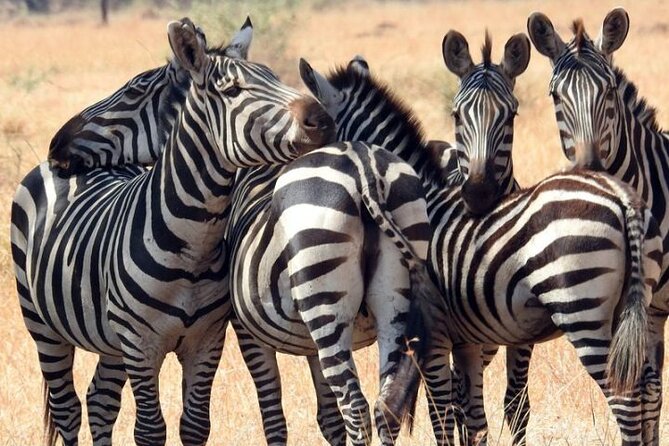 Serengeti National Park 4 Days Safari Camping - Pricing and Cancellation Policy