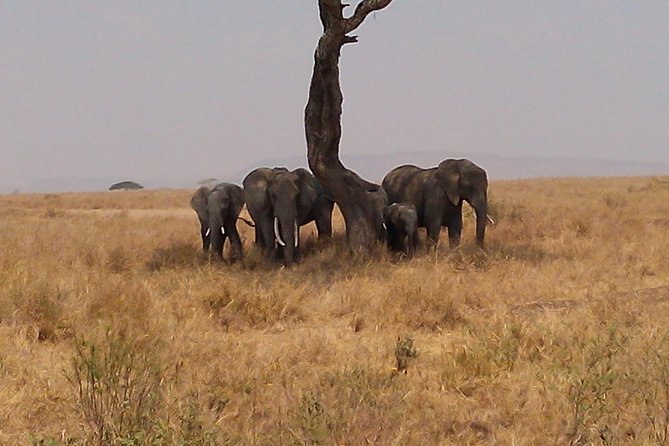 Serengeti National Park 7 Days Safaris Camping - Booking and Cancellation Policy