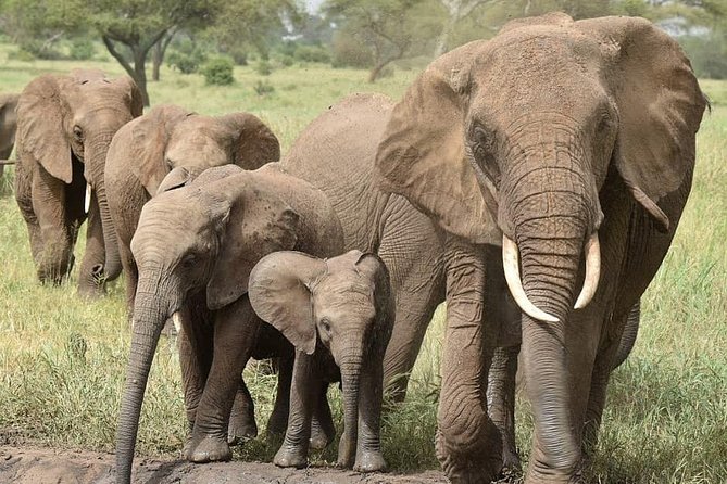 Serengeti & Ngorongoro 3 Days Private Tour - Booking Process