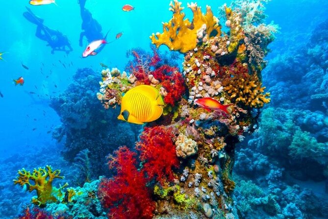 Sharm El Sheikh: Ras Mohammed and White Island VIP Boat Sea Trip - Traveler Experiences