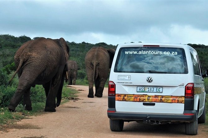 Shore Excursion Cruise Ships Port Elizabeth, Addo Elephant Park - Traveler Feedback and Recommendations
