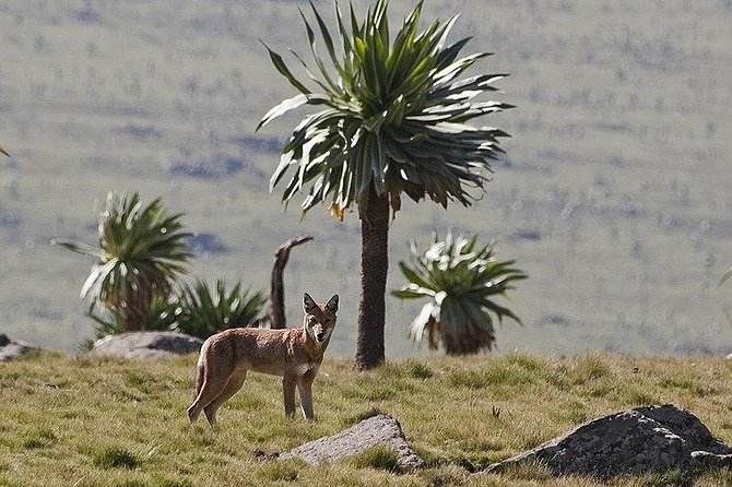 Simien Mountains – 4 Days - Frequently Asked Questions