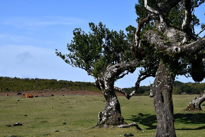 Small Group Guided Sightseeing Tour Visit to Fanal - Insider Tips