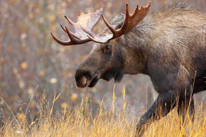 Small-Group Moose Wild Safari From Rovaniemi - Guided Tour Highlights