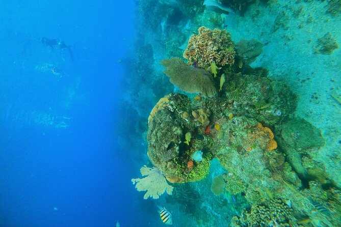 Snorkel Along the Coast, Explore Two Reefs by Chivis Del Mar - Reef Exploration and Marine Life