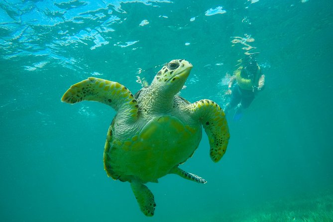 Snorkel and Parasail Cancun - Marine Life Encounters