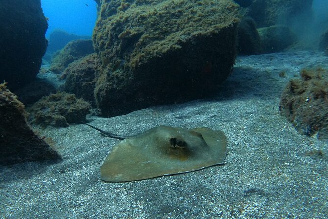 Snorkeling Excursion in the Rayas and Turtles Zone - Pricing and Payment Options