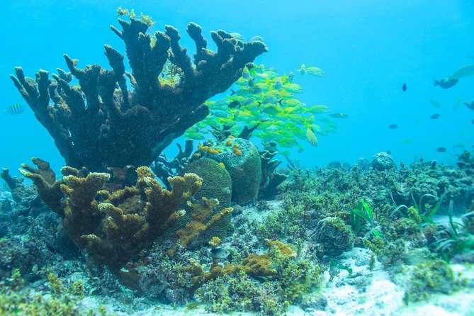 Snorkeling in Isla Mujeres, Luxury Sailing - Luxury Catamaran