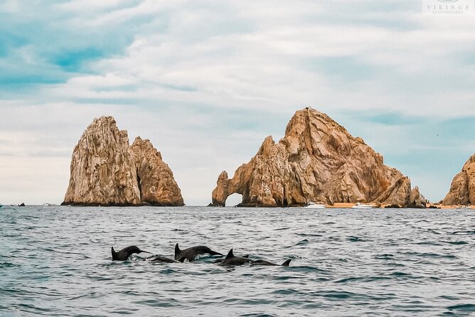 Snorkeling Open Ocean Wildlife Safari in Los Cabos With Photos Included - Frequently Asked Questions