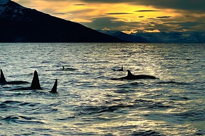 Snorkeling With Orcas in Norway, 4 Days All-Inclusive Expedition - Expedition Dates and Availability