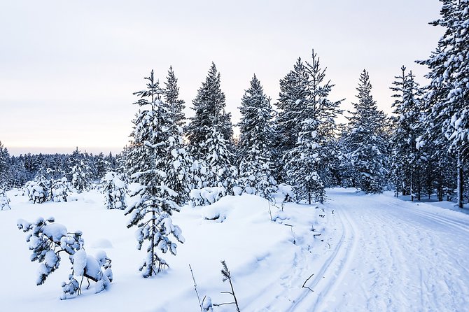 Snowmobile Safari in the Nature - Memorable Photography Opportunities