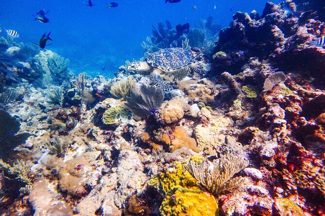 SPECIAL! Snorkel at MUSA - The Underwater Museum Reservation - Exploring MUSA Underwater Museum