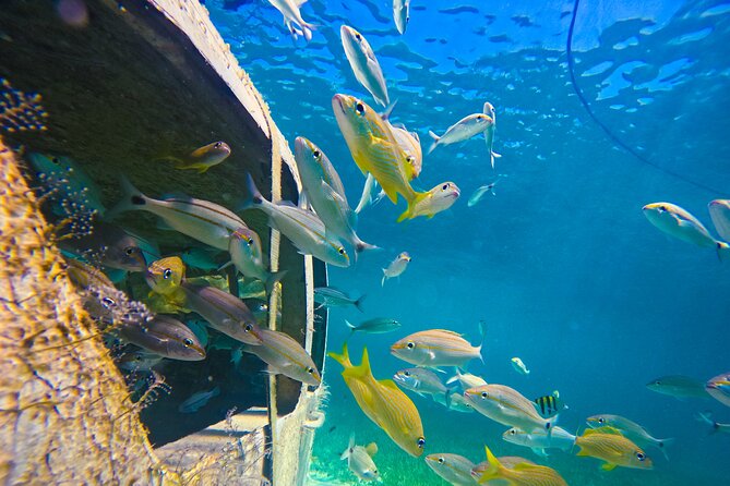 Suncay Sunken Sculpture Snorkel & Iguana Encounter With Lunch - Gratuities and Tips