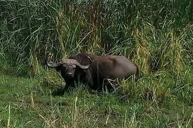 Tanzania Affordable Customize Safari - 3 Days Ngorongoro|Tarangire|Lake Manyara - Frequently Asked Questions