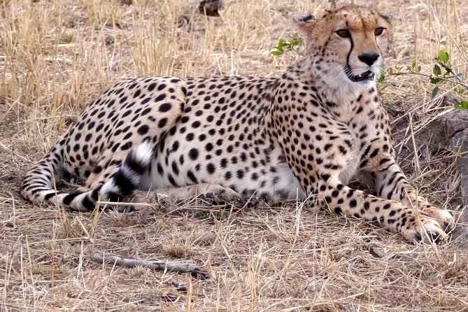 Tarangire -Serengeti & Ngorongoro Crater Budget Camping Safari - Customer Experiences