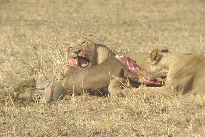 Taste of Tanzania: 3 Day Safari Tour - Itinerary: Day 3