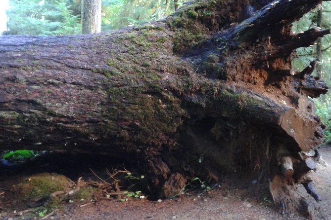 Temperate Rainforest Olympic Mountains - Questions About Your Stay