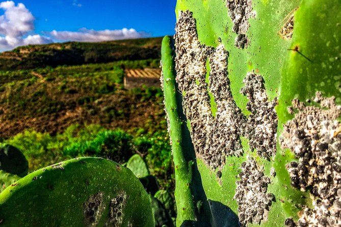 Tenerife South Private Tour: Secrets of the Volcanoes - Frequently Asked Questions