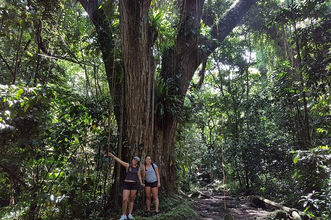 The Kittitian Rainforest Adventure (with Snacks) - Highlights of the Tour
